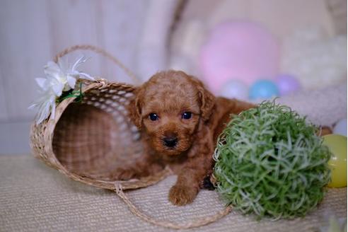 成約済の滋賀県のトイプードル-94828の1枚目