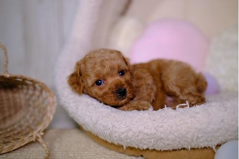 成約済の滋賀県のトイプードル-94828の3枚目