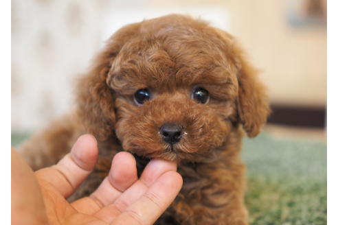 成約済の愛知県のトイプードル-94846