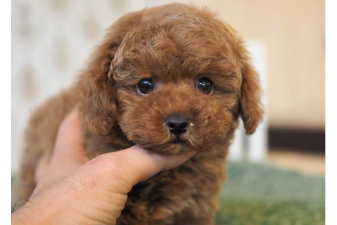 成約済の愛知県のトイプードル-94846の5枚目