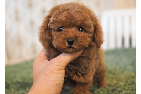 成約済の愛知県のトイプードル-94846の4枚目