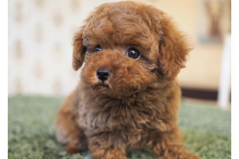 成約済の愛知県のトイプードル-94846の3枚目