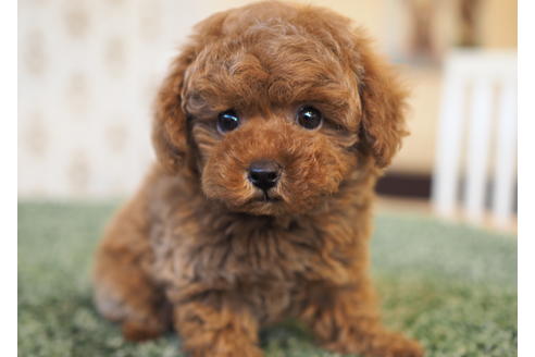 成約済の愛知県のトイプードル-94846の2枚目