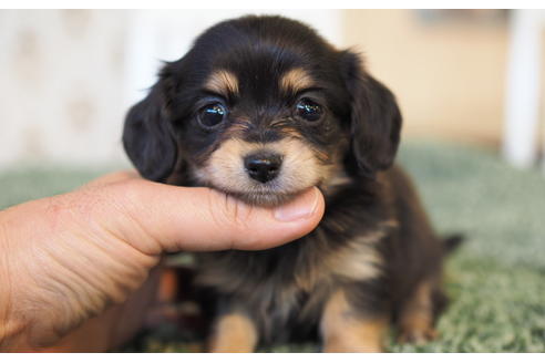 成約済の愛知県のチワックス:チワワ×ミニチュアダックスフンド-94848