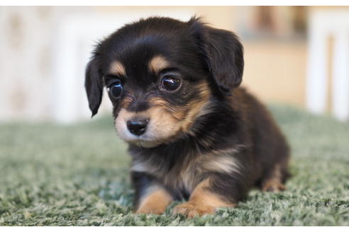 成約済の愛知県のチワックス:チワワ×ミニチュアダックスフンド-94848の4枚目