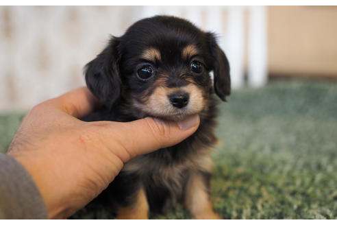 成約済の愛知県のチワックス:チワワ×ミニチュアダックスフンド-94848の3枚目