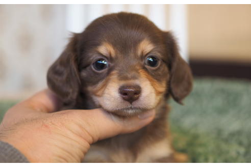 成約済の愛知県のチワックス:チワワ×ミニチュアダックスフンド-94849
