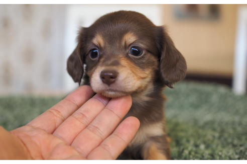 成約済の愛知県のチワックス:チワワ×ミニチュアダックスフンド-94849の6枚目