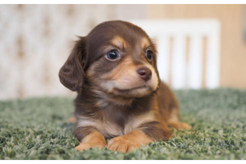 成約済の愛知県のチワックス:チワワ×ミニチュアダックスフンド-94849の5枚目