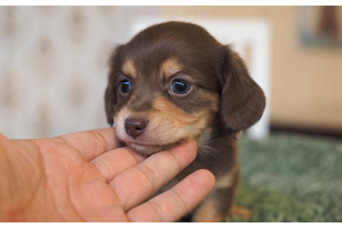 成約済の愛知県のチワックス:チワワ×ミニチュアダックスフンド-94849の4枚目