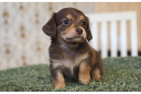 成約済の愛知県のチワックス:チワワ×ミニチュアダックスフンド-94849の3枚目