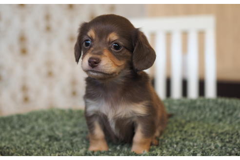 成約済の愛知県のチワックス:チワワ×ミニチュアダックスフンド-94849の2枚目