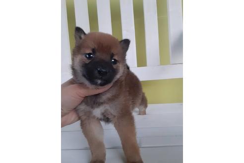 成約済の鹿児島県の柴犬-94835の1枚目