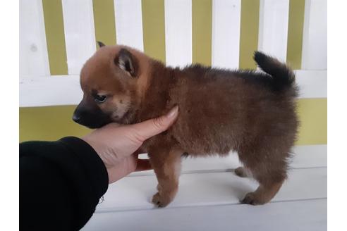成約済の鹿児島県の柴犬-94835の4枚目