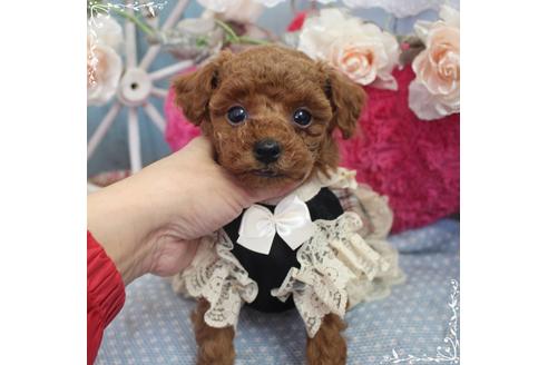 成約済の岡山県のタイニープードル-92771の5枚目