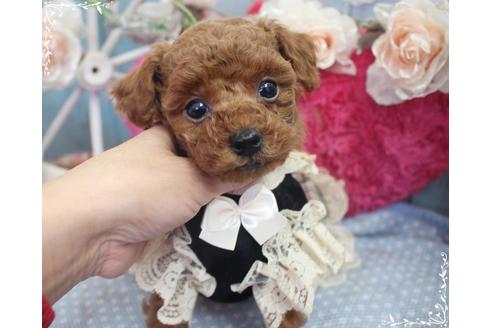 成約済の岡山県のタイニープードル-92771の4枚目