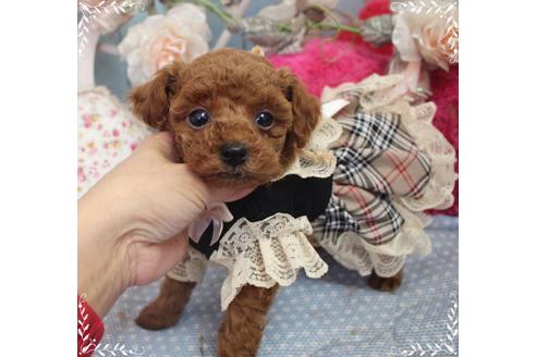 成約済の岡山県のタイニープードル-92771の3枚目