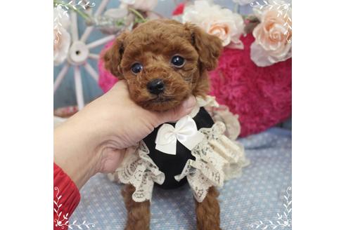 成約済の岡山県のタイニープードル-92771の2枚目