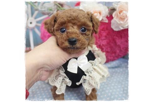 成約済の岡山県のタイニープードル-92771の1枚目