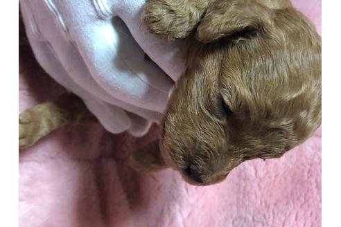 成約済の福島県のトイプードル-94940の2枚目
