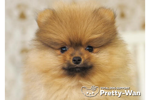 成約済の愛知県のポメラニアン-94948