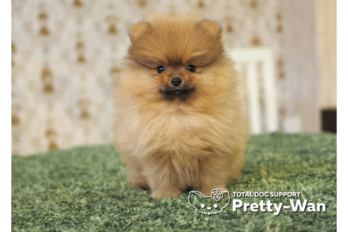 成約済の愛知県のポメラニアン-94948の5枚目