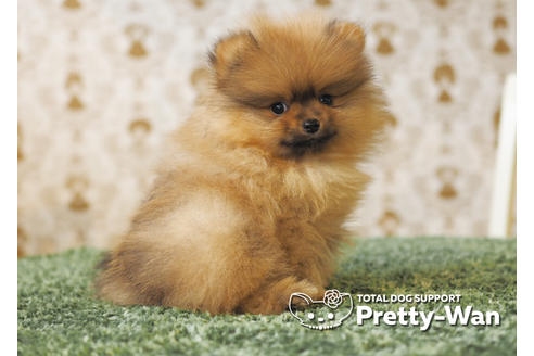 成約済の愛知県のポメラニアン-94948の4枚目