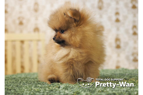 成約済の愛知県のポメラニアン-94948の3枚目