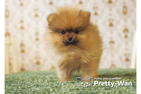 成約済の愛知県のポメラニアン-94948の2枚目