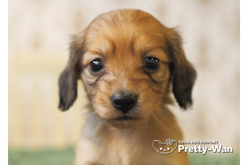 成約済の愛知県のカニンヘンダックスフンド(ロングヘアード)-94954の1枚目