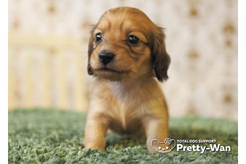 成約済の愛知県のカニンヘンダックスフンド(ロングヘアード)-94954の5枚目