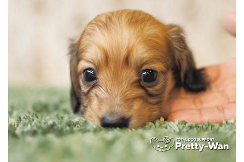 成約済の愛知県のカニンヘンダックスフンド(ロングヘアード)-94954の4枚目