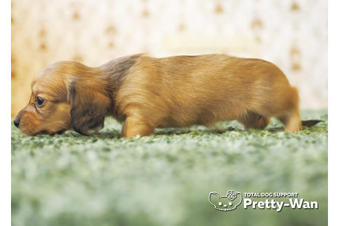 成約済の愛知県のカニンヘンダックスフンド(ロングヘアード)-94954の3枚目