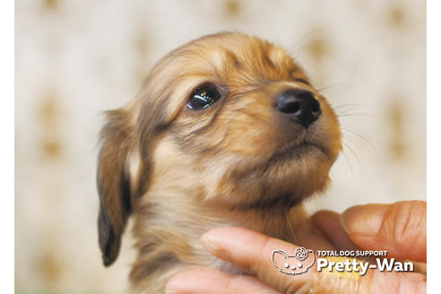 成約済の愛知県のカニンヘンダックスフンド(ロングヘアード)-94954の2枚目