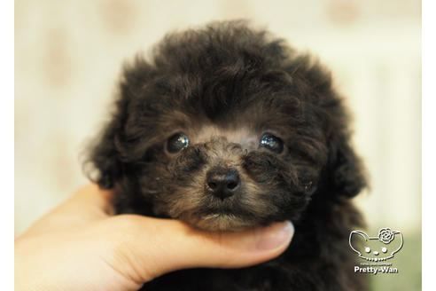 成約済の愛知県のタイニープードル-94956