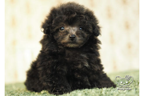 成約済の愛知県のタイニープードル-94956の5枚目