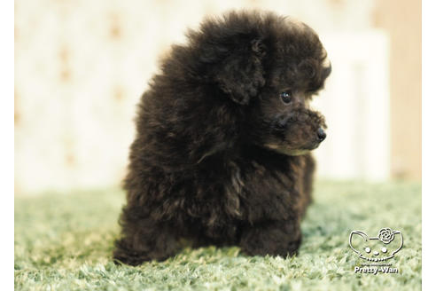 成約済の愛知県のタイニープードル-94956の3枚目
