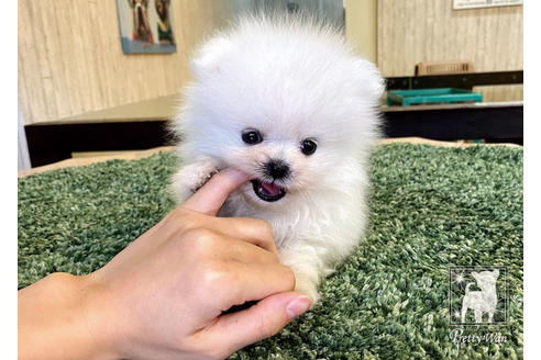 成約済の愛知県のポメラニアン-94961の7枚目