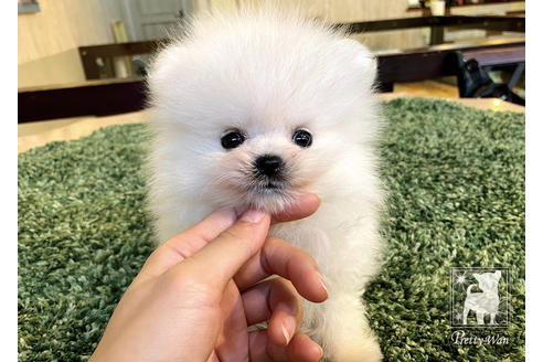 成約済の愛知県のポメラニアン-94961