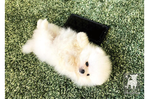 成約済の愛知県のポメラニアン-94961の4枚目