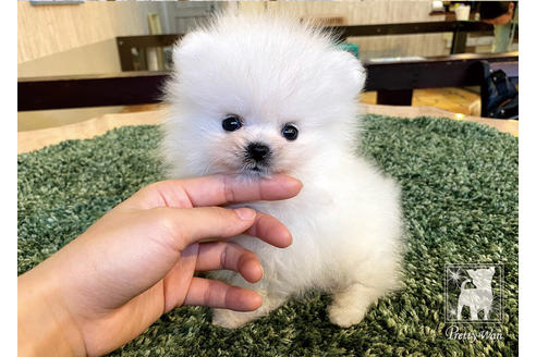 成約済の愛知県のポメラニアン-94961の5枚目