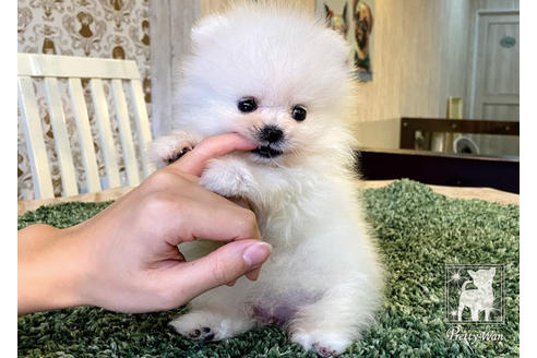 成約済の愛知県のポメラニアン-94961の3枚目