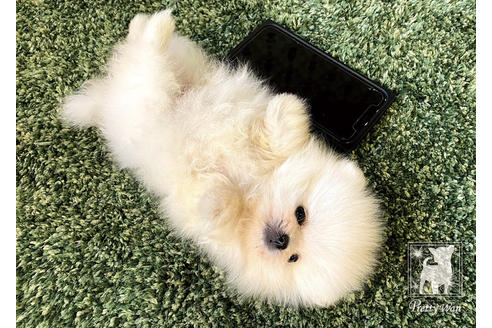 成約済の愛知県のポメラニアン-94961の2枚目