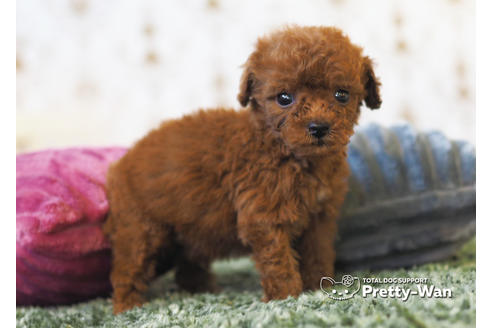 成約済の愛知県のタイニープードル-94962