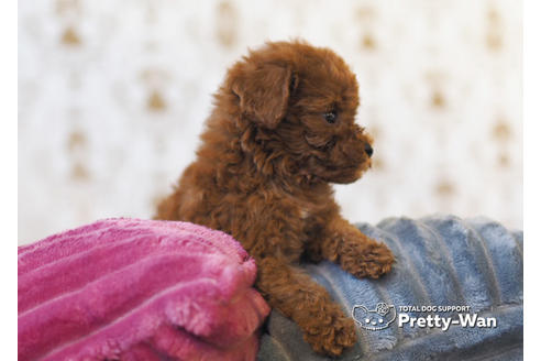 成約済の愛知県のタイニープードル-94962の3枚目