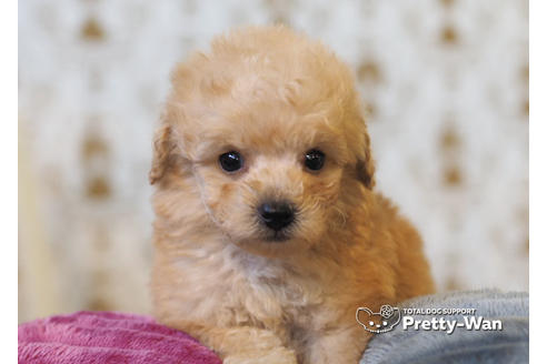 成約済の愛知県のタイニープードル-94963