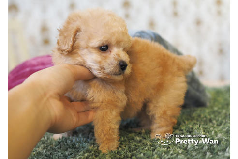 成約済の愛知県のタイニープードル-94963の5枚目