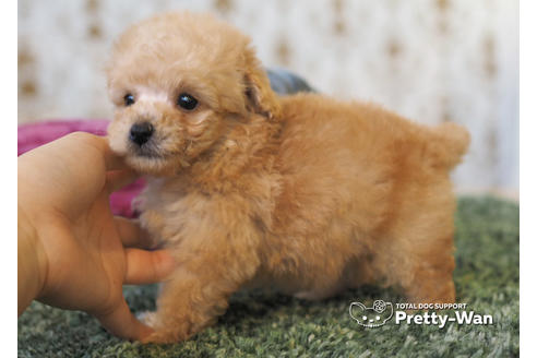 成約済の愛知県のタイニープードル-94963の4枚目