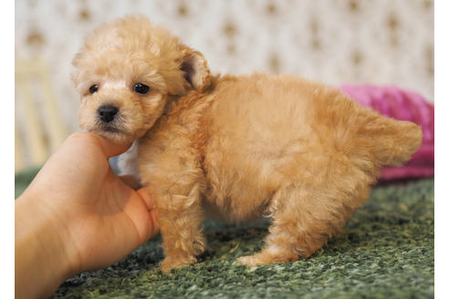 成約済の愛知県のタイニープードル-94963の3枚目
