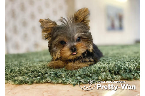 成約済の愛知県のヨークシャーテリア-94965の7枚目